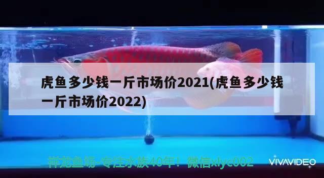 虎魚(yú)多少錢一斤市場(chǎng)價(jià)2021(虎魚(yú)多少錢一斤市場(chǎng)價(jià)2022) 虎魚(yú)百科