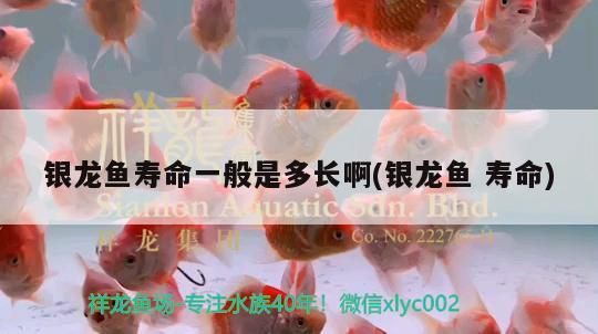 銀龍魚壽命一般是多長啊(銀龍魚壽命)