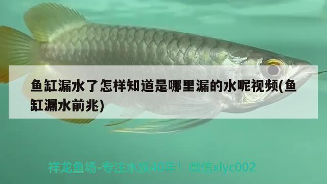 魚(yú)缸漏水了怎樣知道是哪里漏的水呢視頻(魚(yú)缸漏水前兆)