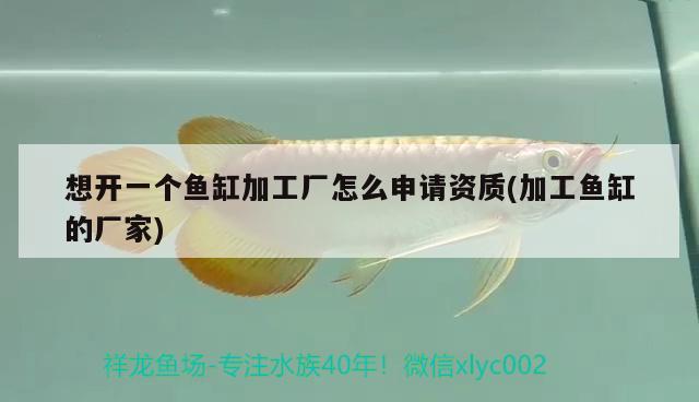 想開一個魚缸加工廠怎么申請資質(zhì)(加工魚缸的廠家)