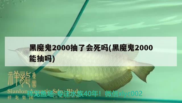 黑魔鬼2000抽了會死嗎(黑魔鬼2000能抽嗎) 觀賞魚