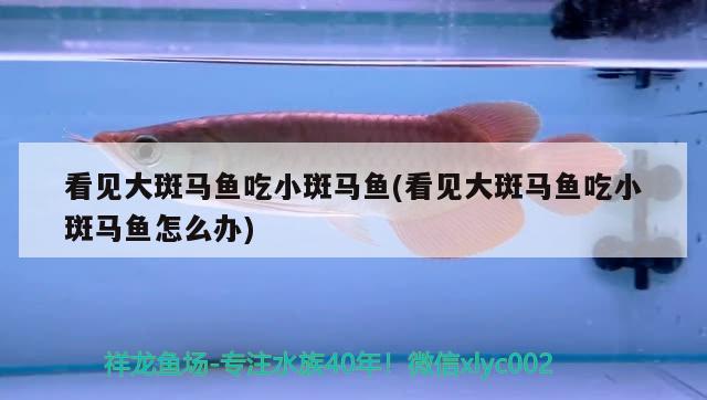 看見大斑馬魚吃小斑馬魚(看見大斑馬魚吃小斑馬魚怎么辦)