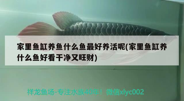 家里魚(yú)缸養(yǎng)魚(yú)什么魚(yú)最好養(yǎng)活呢(家里魚(yú)缸養(yǎng)什么魚(yú)好看干凈又旺財(cái))