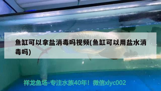 魚缸可以拿鹽消毒嗎視頻(魚缸可以用鹽水消毒嗎)