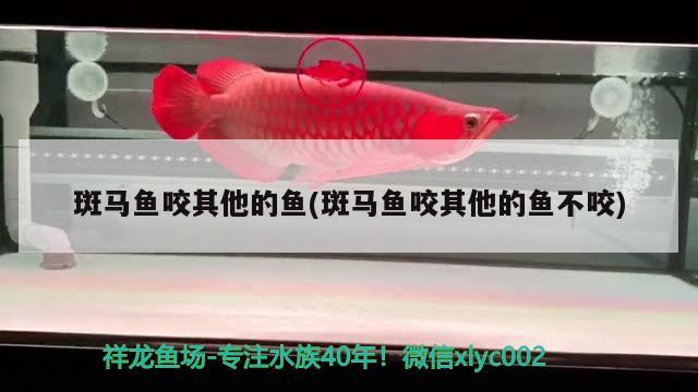 斑馬魚咬其他的魚(斑馬魚咬其他的魚不咬)