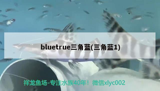 bluetrue三角藍(lán)(三角藍(lán)1) 觀賞魚