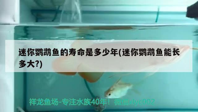 迷你鸚鵡魚的壽命是多少年(迷你鸚鵡魚能長多大?)