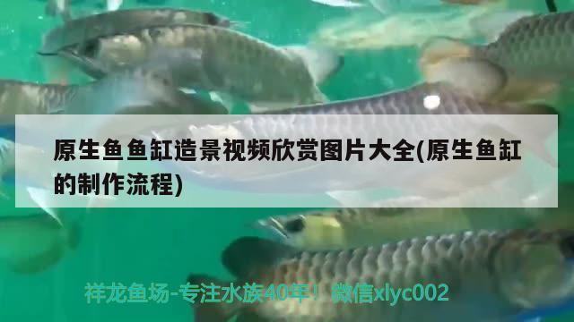 原生魚魚缸造景視頻欣賞圖片大全(原生魚缸的制作流程) 白子紅龍魚