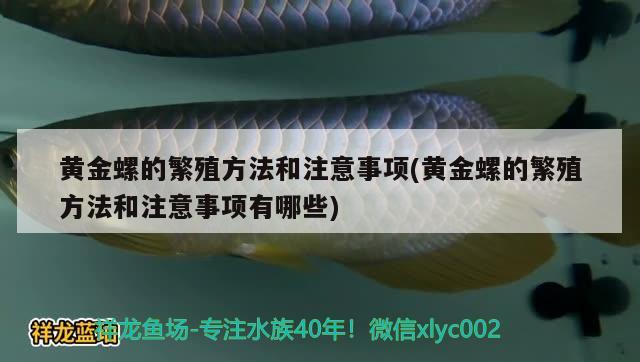 黃金螺的繁殖方法和注意事項(xiàng)(黃金螺的繁殖方法和注意事項(xiàng)有哪些) 觀賞魚