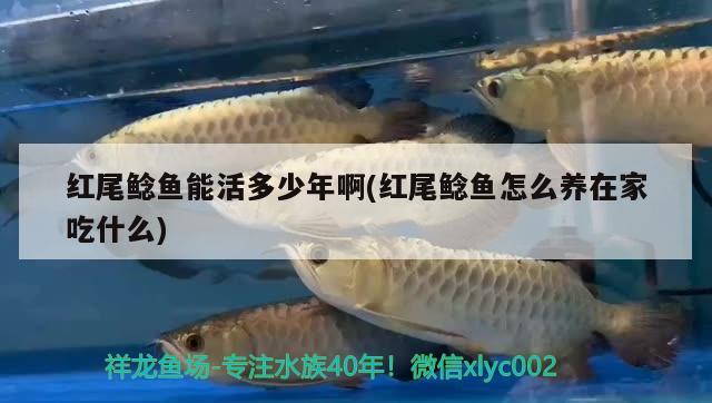 紅尾鯰魚能活多少年啊(紅尾鯰魚怎么養(yǎng)在家吃什么) 觀賞魚 第2張