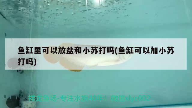 魚缸里可以放鹽和小蘇打嗎(魚缸可以加小蘇打嗎) 喂食器