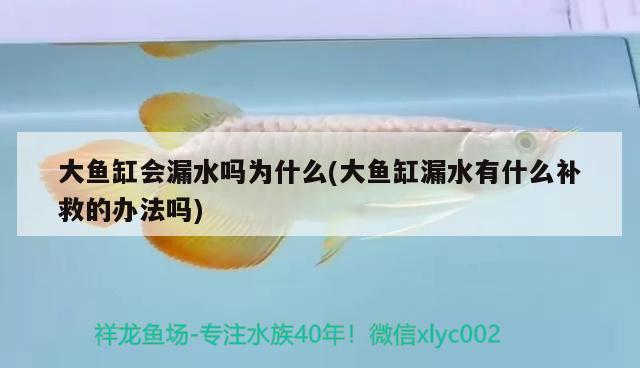 大魚缸會漏水嗎為什么(大魚缸漏水有什么補救的辦法嗎) 祥龍魚場品牌產(chǎn)品