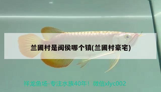 蘭圃村是閩侯哪個鎮(zhèn)(蘭圃村豪宅) 觀賞魚