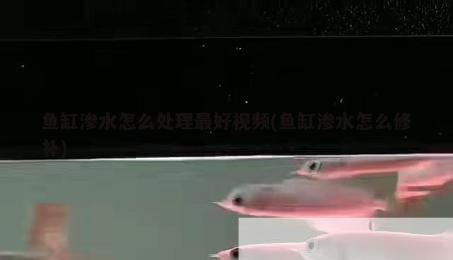 魚缸的污漬怎么去除妙招(魚缸里的污漬怎么去除)