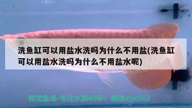 洗魚(yú)缸可以用鹽水洗嗎為什么不用鹽(洗魚(yú)缸可以用鹽水洗嗎為什么不用鹽水呢)