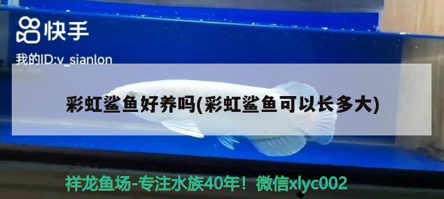 彩虹鯊魚好養(yǎng)嗎(彩虹鯊魚可以長多大)