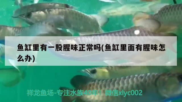 魚缸里有一股腥味正常嗎(魚缸里面有腥味怎么辦) 黑白雙星