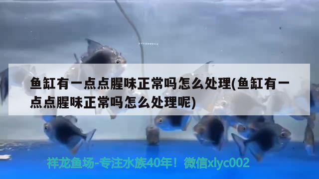 魚缸有一點點腥味正常嗎怎么處理(魚缸有一點點腥味正常嗎怎么處理呢)