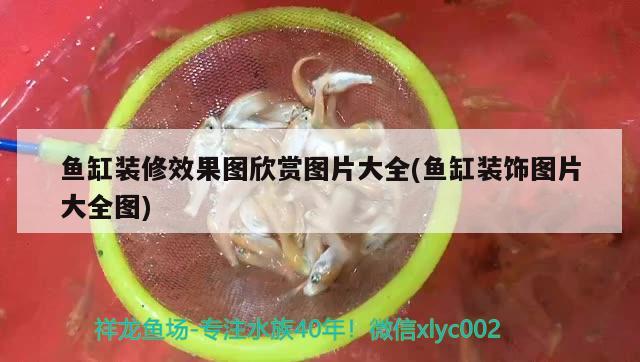 魚缸裝修效果圖欣賞圖片大全(魚缸裝飾圖片大全圖)