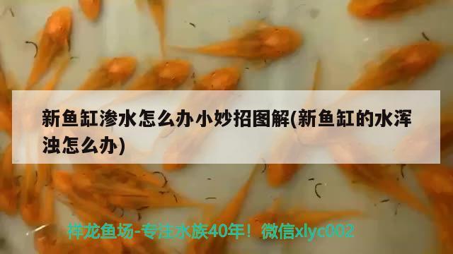 新魚缸滲水怎么辦小妙招圖解(新魚缸的水渾濁怎么辦)