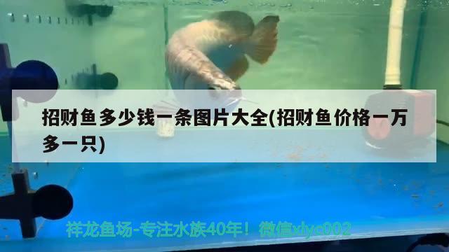 招財魚多少錢一條圖片大全(招財魚價格一萬多一只)