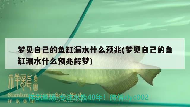 夢見自己的魚缸漏水什么預(yù)兆(夢見自己的魚缸漏水什么預(yù)兆解夢)