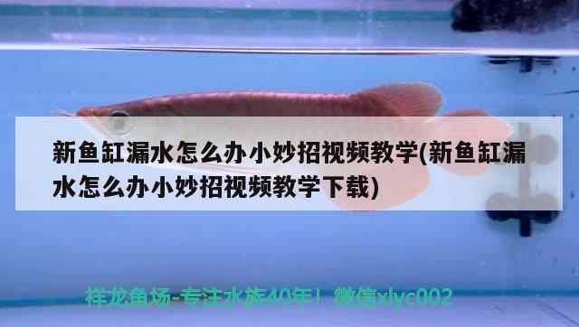 新魚缸漏水怎么辦小妙招視頻教學(xué)(新魚缸漏水怎么辦小妙招視頻教學(xué)下載)