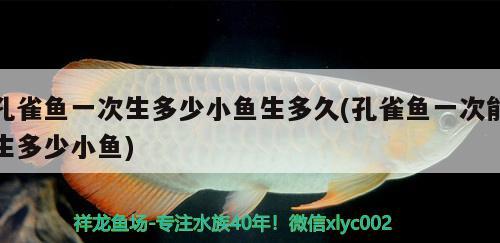 孔雀魚一次生多少小魚生多久(孔雀魚一次能生多少小魚)