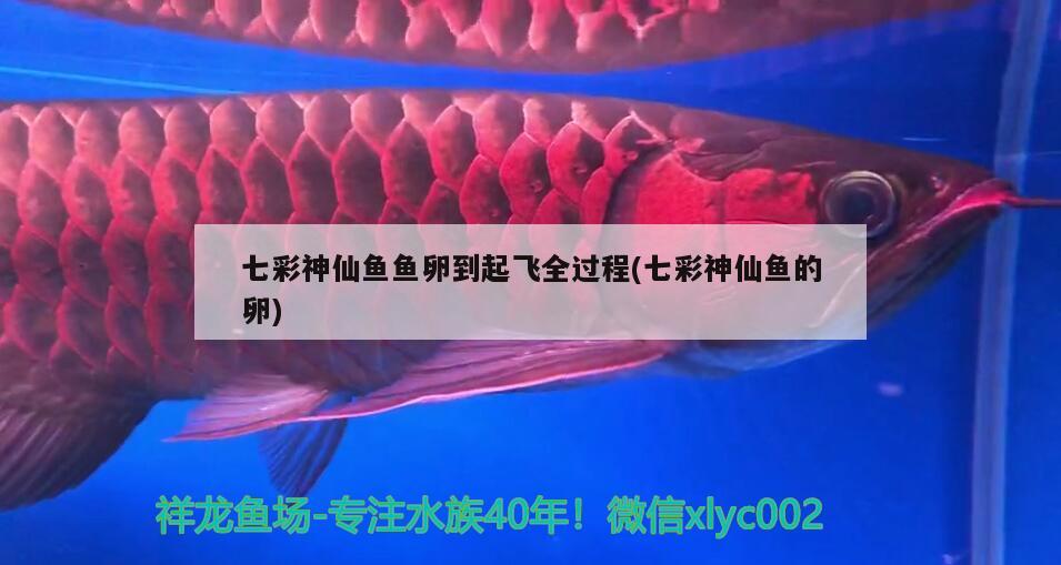 七彩神仙魚魚卵到起飛全過程(七彩神仙魚的卵) 七彩神仙魚