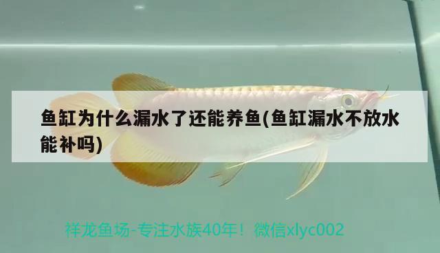 魚缸為什么漏水了還能養(yǎng)魚(魚缸漏水不放水能補嗎)