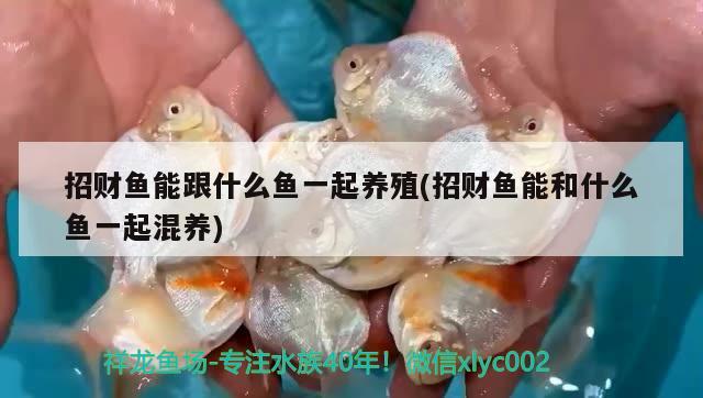 招財(cái)魚能跟什么魚一起養(yǎng)殖(招財(cái)魚能和什么魚一起混養(yǎng))