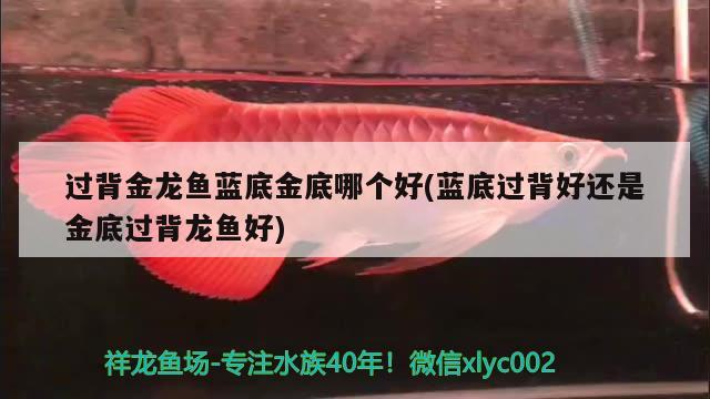 過背金龍魚藍底金底哪個好(藍底過背好還是金底過背龍魚好) 過背金龍魚