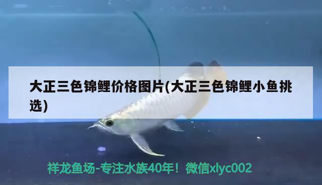 大正三色錦鯉價格圖片(大正三色錦鯉小魚挑選) 三色錦鯉魚