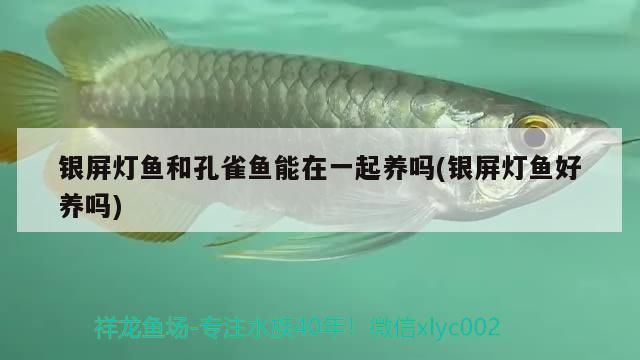 銀屏燈魚和孔雀魚能在一起養(yǎng)嗎(銀屏燈魚好養(yǎng)嗎)