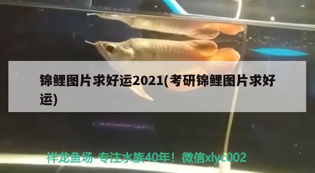 錦鯉圖片求好運2021(考研錦鯉圖片求好運) 觀賞魚