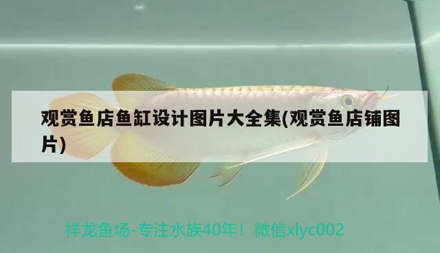 觀賞魚店魚缸設計圖片大全集(觀賞魚店鋪圖片)