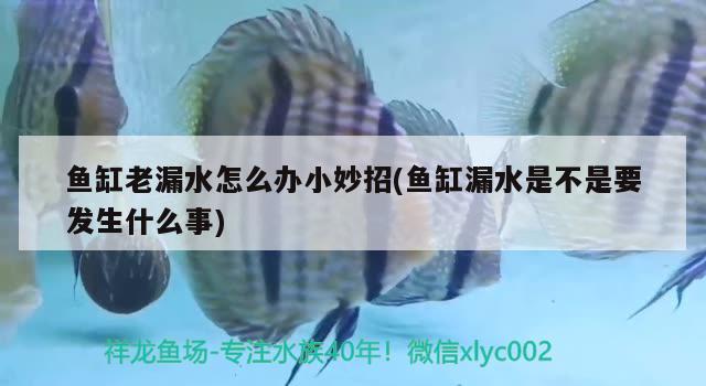 魚缸老漏水怎么辦小妙招(魚缸漏水是不是要發(fā)生什么事) 魟魚百科