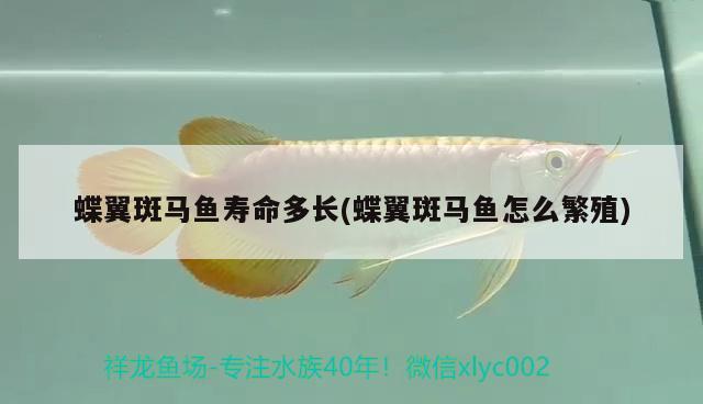 蝶翼斑馬魚(yú)壽命多長(zhǎng)(蝶翼斑馬魚(yú)怎么繁殖) 觀賞魚(yú)