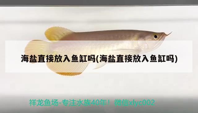 海鹽直接放入魚缸嗎(海鹽直接放入魚缸嗎) 黑帝王魟魚