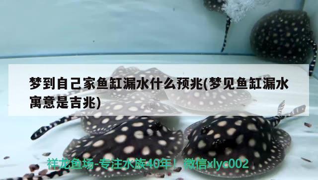 夢到自己家魚缸漏水什么預兆(夢見魚缸漏水寓意是吉兆)