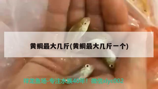 黃鯛最大幾斤(黃鯛最大幾斤一個) 觀賞魚