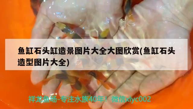 魚缸石頭缸造景圖片大全大圖欣賞(魚缸石頭造型圖片大全) 祥龍水族醫(yī)院