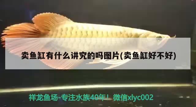 賣魚缸有什么講究的嗎圖片(賣魚缸好不好) 巴西亞魚