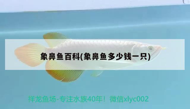 象鼻魚百科(象鼻魚多少錢一只) 觀賞魚