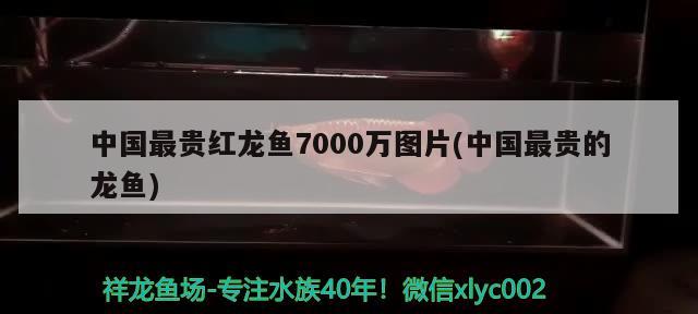 中國(guó)最貴紅龍魚7000萬(wàn)圖片(中國(guó)最貴的龍魚)