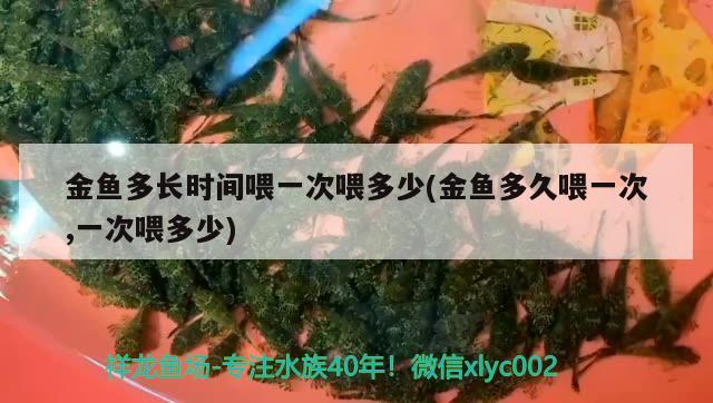 金魚多長時間喂一次喂多少(金魚多久喂一次,一次喂多少) 觀賞魚