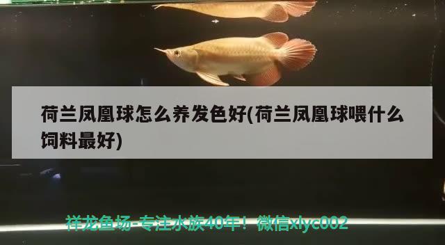 荷蘭鳳凰球怎么養(yǎng)發(fā)色好(荷蘭鳳凰球喂什么飼料最好) 觀賞魚