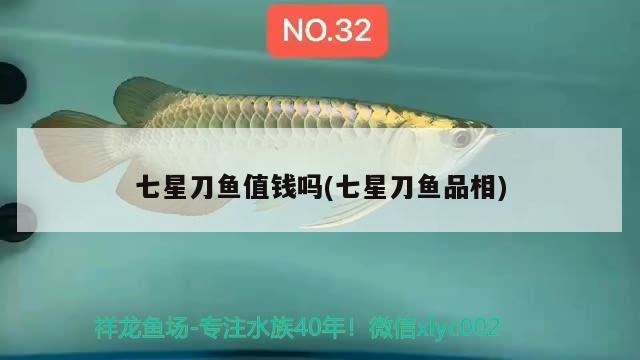 七星刀魚值錢嗎(七星刀魚品相) 觀賞魚