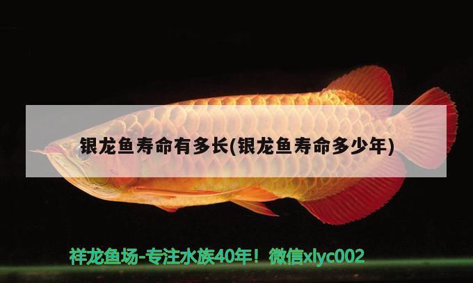 銀龍魚壽命有多長(銀龍魚壽命多少年) 銀龍魚