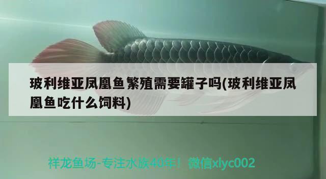 玻利維亞鳳凰魚(yú)繁殖需要罐子嗎(玻利維亞鳳凰魚(yú)吃什么飼料) 觀賞魚(yú)